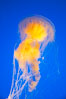 Egg-yolk jellyfish, fried egg jelly. Image #14034
