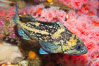 China rockfish. Image #14040