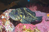 China rockfish. Image #14041