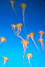 Sea nettles. Image #14087