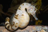 Pot-bellied seahorse, male, carrying eggs.  The developing embryos are nourished by individual yolk sacs, and oxygen is supplied through a placenta-like attachment to the male.  Two to six weeks after fertilization, the male gives birth.  The babies must then fend for themselves, and few survive to adulthood. Image #14472
