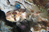 Freckled porcupinefish. Image #14488