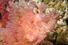 Tropical scorpionfishes are camoflage experts, changing color and apparent texture in order to masquerade as rocks, clumps of algae or detritus. Image #14496