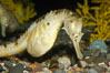 Pot-bellied seahorse, male, carrying eggs.  The developing embryos are nourished by individual yolk sacs, and oxygen is supplied through a placenta-like attachment to the male.  Two to six weeks after fertilization, the male gives birth.  The babies must then fend for themselves, and few survive to adulthood. Image #14558