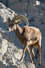 Desert bighorn sheep, male ram.  The desert bighorn sheep occupies dry, rocky mountain ranges in the Mojave and Sonoran desert regions of California, Nevada and Mexico.  The desert bighorn sheep is highly endangered in the United States, having a population of only about 4000 individuals, and is under survival pressure due to habitat loss, disease, over-hunting, competition with livestock, and human encroachment. Image #14651