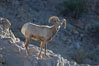 Desert bighorn sheep, young/immature male ram.  The desert bighorn sheep occupies dry, rocky mountain ranges in the Mojave and Sonoran desert regions of California, Nevada and Mexico.  The desert bighorn sheep is highly endangered in the United States, having a population of only about 4000 individuals, and is under survival pressure due to habitat loss, disease, over-hunting, competition with livestock, and human encroachment. Image #14652