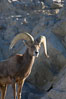 Desert bighorn sheep, male ram.  The desert bighorn sheep occupies dry, rocky mountain ranges in the Mojave and Sonoran desert regions of California, Nevada and Mexico.  The desert bighorn sheep is highly endangered in the United States, having a population of only about 4000 individuals, and is under survival pressure due to habitat loss, disease, over-hunting, competition with livestock, and human encroachment. Image #14655