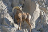 Desert bighorn sheep, male ram.  The desert bighorn sheep occupies dry, rocky mountain ranges in the Mojave and Sonoran desert regions of California, Nevada and Mexico.  The desert bighorn sheep is highly endangered in the United States, having a population of only about 4000 individuals, and is under survival pressure due to habitat loss, disease, over-hunting, competition with livestock, and human encroachment. Image #14660