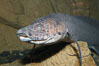 African lungfish. Image #14678