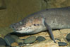 African lungfish. Image #14679