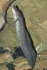 African lungfish. Image #14680