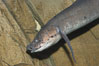 African lungfish. Image #14682