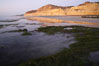 Eel grass sways in an incoming tide, with the sandstone cliffs of Torrey Pines State Reserve in the distance. San Diego, California, USA. Image #14728