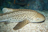 Zebra shark.  The zebra shark feeds on mollusks, crabs, shrimps and small fishes.  It can reach a length of 10 feet (3m). Image #14967