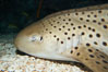 Zebra shark.  The zebra shark feeds on mollusks, crabs, shrimps and small fishes.  It can reach a length of 10 feet (3m). Image #14968