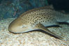 Zebra shark.  The zebra shark feeds on mollusks, crabs, shrimps and small fishes.  It can reach a length of 10 feet (3m). Image #14971