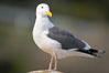 Western gull, adult breeding plumage, note yellow orbital ring around eye. La Jolla, California, USA. Image #15104