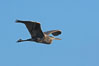 Great blue heron. La Jolla, California, USA. Image #15566