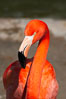Greater flamingo. Image #15643