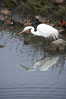 Great egret (white egret). Upper Newport Bay Ecological Reserve, Newport Beach, California, USA. Image #15662