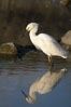 Snowy egret. Upper Newport Bay Ecological Reserve, Newport Beach, California, USA. Image #15666