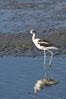 American avocet, forages on mud flats. Upper Newport Bay Ecological Reserve, Newport Beach, California, USA. Image #15681