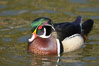 Wood duck, male. Santee Lakes, California, USA. Image #15691