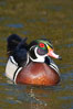 Wood duck, male. Santee Lakes, California, USA. Image #15694
