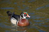 Wood duck, male. Santee Lakes, California, USA. Image #15699