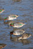 Green-winged teals, female (foreground) and males, forage in mud flats. Upper Newport Bay Ecological Reserve, Newport Beach, California, USA. Image #15705