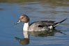 Northern pintail, male. Upper Newport Bay Ecological Reserve, Newport Beach, California, USA. Image #15710
