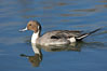Northern pintail, male. Upper Newport Bay Ecological Reserve, Newport Beach, California, USA. Image #15711