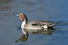 Northern pintail, male. Upper Newport Bay Ecological Reserve, Newport Beach, California, USA. Image #15712