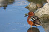 Cinnamon teal, male. Upper Newport Bay Ecological Reserve, Newport Beach, California, USA. Image #15735