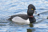Ring-necked duck, male. Santee Lakes, California, USA. Image #15738