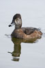 Ring-necked duck, female. Santee Lakes, California, USA. Image #15739