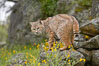 Bobcat, Sierra Nevada foothills, Mariposa, California. Image #15915
