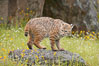 Bobcat, Sierra Nevada foothills, Mariposa, California. Image #15917