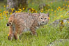 Bobcat, Sierra Nevada foothills, Mariposa, California. Image #15919