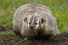 American badger.  Badgers are found primarily in the great plains region of North America. Badgers prefer to live in dry, open grasslands, fields, and pastures. Image #15947