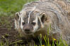 American badger.  Badgers are found primarily in the great plains region of North America. Badgers prefer to live in dry, open grasslands, fields, and pastures. Image #15948