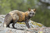 Cross fox, Sierra Nevada foothills, Mariposa, California.  The cross fox is a color variation of the red fox. Image #15955