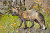 Cross fox, Sierra Nevada foothills, Mariposa, California.  The cross fox is a color variation of the red fox. Image #15961