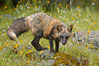 Cross fox, Sierra Nevada foothills, Mariposa, California.  The cross fox is a color variation of the red fox. Image #15962