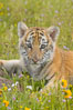 Siberian tiger cub, male, 10 weeks old. Image #15990