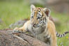 Siberian tiger cub, male, 10 weeks old. Image #15991