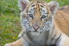 Siberian tiger cub, male, 10 weeks old. Image #15995