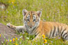 Siberian tiger cub, male, 10 weeks old. Image #15996