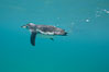 Galapagos penguin, underwater, swimming.  Bartolome Island. Galapagos Islands, Ecuador. Image #16238