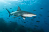 Galapagos shark swims over a reef in the Galapagos Islands, with schooling fish in the distance. Wolf Island, Ecuador. Image #16240